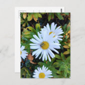 Weiße Daisy-Blume mit Bienenpostkarte Postkarte (Vorne/Hinten)