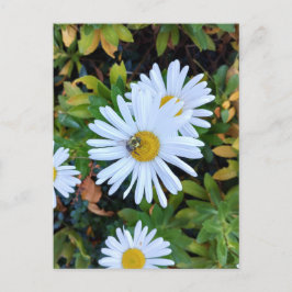 Weiße Daisy-Blume mit Bienenpostkarte Postkarte
