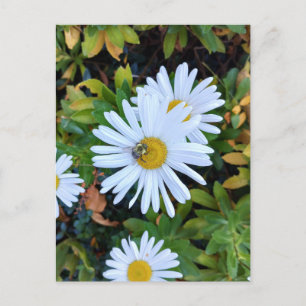 Weiße Daisy-Blume mit Bienenpostkarte Postkarte
