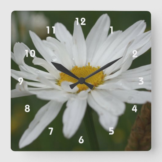 Weiße Daisy-Blume mit Raindrops-Natur Quadratische Wanduhr (Vorderseite)