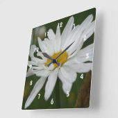 Weiße Daisy-Blume mit Raindrops-Natur Quadratische Wanduhr (Winkel)