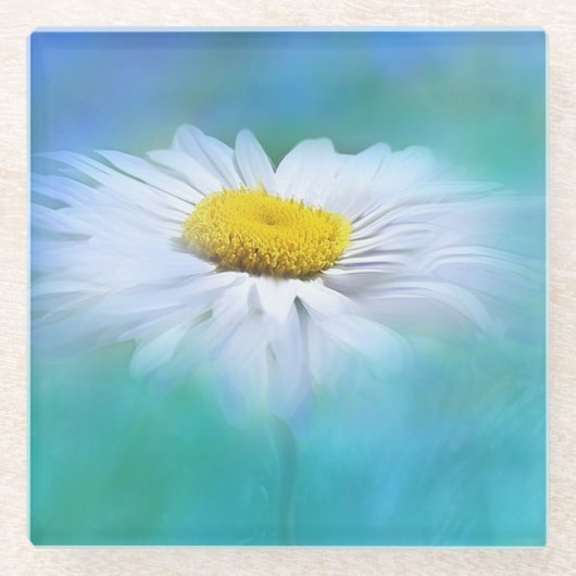Weiße Daisy mit blauem Hintergrund Glasuntersetzer (Vorderseite)
