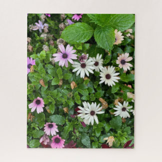Weiße Daisy, Seoul Puzzle