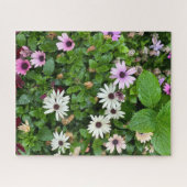 Weiße Daisy, Seoul Puzzle (Horizontal)