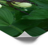 Weiße Dame Slipper Orchid Blume Kupplung Poster (Ecke)