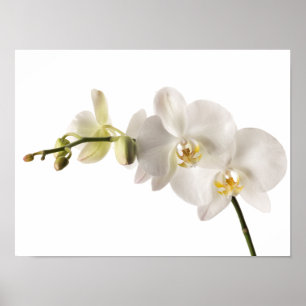 Weiße Dendrobium-Orchid-Blume-Spray Blankenleder Poster
