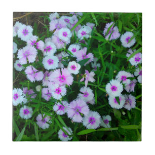 Weiße Dianthus-Blumenkachel Fliese