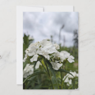 Weiße Dianthus-Blüten unter einem Sommerhimmel Einladung
