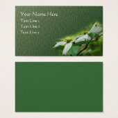 Weiße Dogwood-Blume blühen floral (Vorne & Hinten)