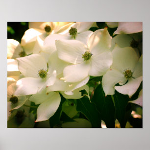 Weiße Dogwood-Blume blühen Poster