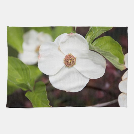 Weiße Dogwood Blume Küchentücher (Horizontal)