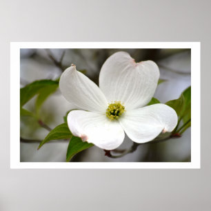 Weiße Dogwood-Blume Poster