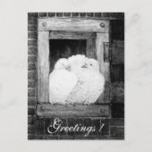 WEISSE DOVEN AM FENSTER Schwarzweiß Postkarte (Vorderseite)