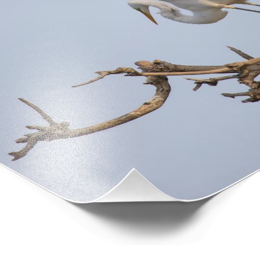 Weiße Egret Landung im Baum Fotodruck (Ecke)