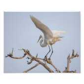 Weiße Egret Landung im Baum Fotodruck (Vorne)