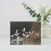 Weiße Egrets Postkarte (Stehend Vorderseite)