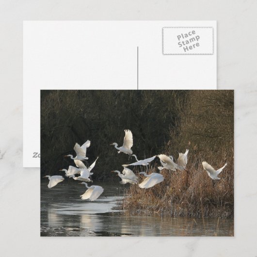 Weiße Egrets Postkarte (Vorne/Hinten)