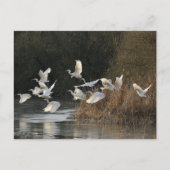 Weiße Egrets Postkarte (Vorderseite)
