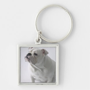 Weiße englische Bulldogge, die im Studio sitzt, Schlüsselanhänger
