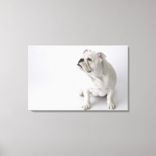 Weiße englische Bulldogge Leinwanddruck