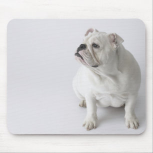 Weiße englische Bulldogge Mousepad