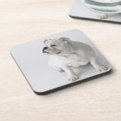 Weiße englische Bulldogge Untersetzer (Linke Seite)