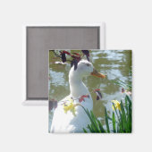 Weiße Ente in Daffodien Magnet (Vorderseite/Rückseite)