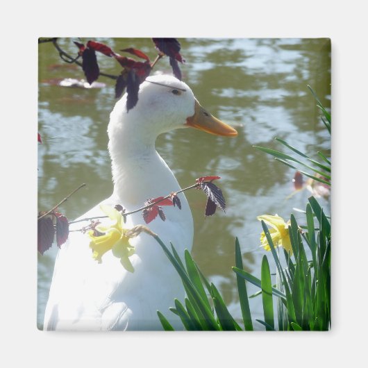 Weiße Ente in Daffodien Magnet (Vorne)