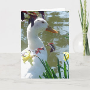 Weiße Ente in Daffodils Happy Oaster Card Feiertagskarte