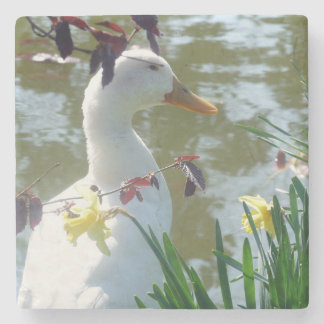 Weiße Ente in gelben Affodien Untersetzer