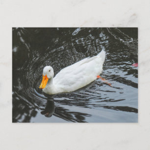 Weiße Ente. Roath Park Lake, Cardiff, Wales. Postkarte