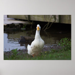 Weiße Enten-Fotoplakat Poster