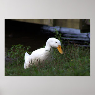 Weiße Enten-Fotoplakat Poster