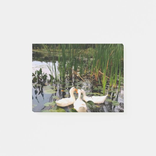 Weiße Enten, Lilienpads, Fesseln, Seeufer Post-it Klebezettel (Vorderseite)