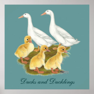 Weiße Enten und Küken Poster