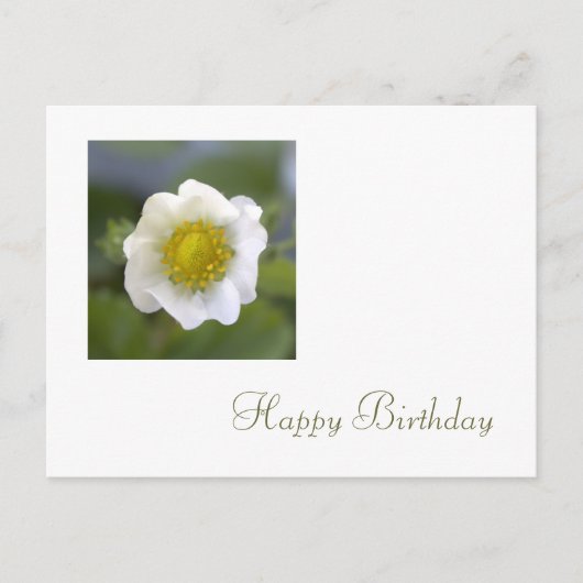 Weiße Erdbeere Blume zum Geburtstag Postkarte (Vorderseite)