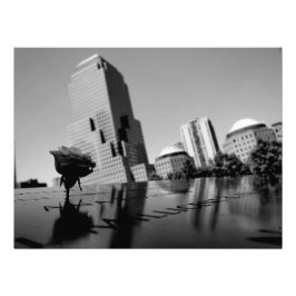 Weiße Erinnerungsrose Fotodruck