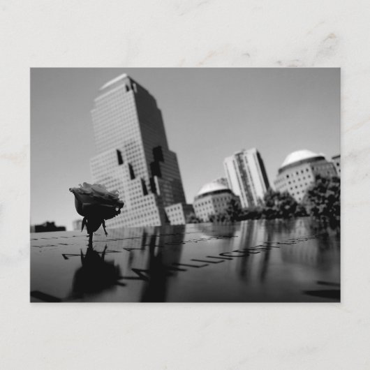 Weiße Erinnerungsrose Postkarte (Vorderseite)