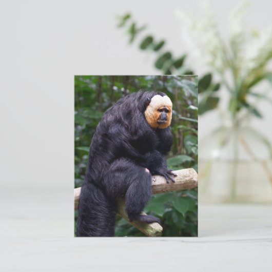 Weiße Faced Saki Monkey Postkarte (Stehend Vorderseite)