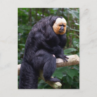 Weiße Faced Saki Monkey Postkarte