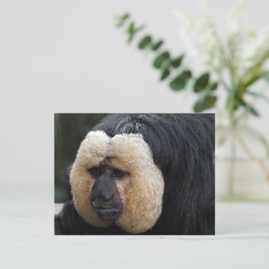 Weiße Faced Saki Monkey Postkarte (Stehend Vorderseite)