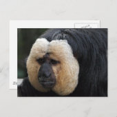 Weiße Faced Saki Monkey Postkarte (Vorne/Hinten)