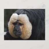 Weiße Faced Saki Monkey Postkarte (Vorderseite)