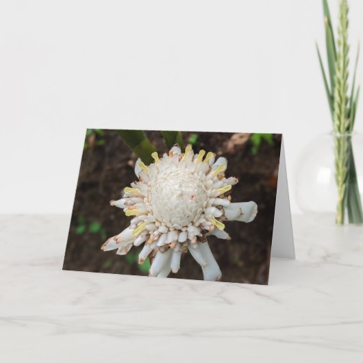 Weiße Fackel Ingwer-Blumenfotografie Dankeskarte (Vorderseite)