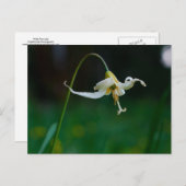 Weiße Fawn Lily 01 Postkarte (Vorne/Hinten)