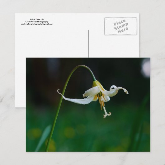 Weiße Fawn Lily 01 Postkarte (Vorne/Hinten)