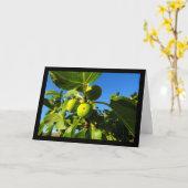 Weiße Feigen Blauer Himmel Karte (Gelbe Blume)