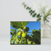 Weiße Feigen Blauer Himmel Postkarte (Stehend Vorderseite)