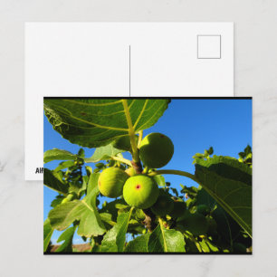 Weiße Feigen Blauer Himmel Postkarte