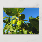 Weiße Feigen Blauer Himmel Postkarte (Vorderseite)